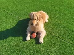 -北京京卫宠物寄养训练中心