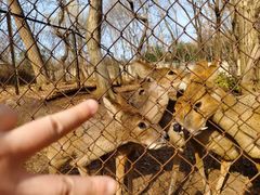 -合肥野生动物园