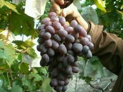 -乡乐园蟹庄·阳澄湖农家乐