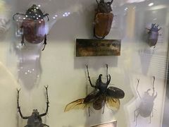 -上海昆虫博物馆