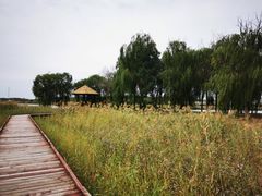 -西青郊野公园