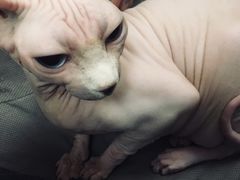 -猫友咖啡店(玉林西路店)