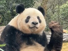 -中国大熊猫保护研究中心雅安碧峰峡基地