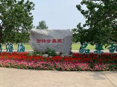 -御林古桑园