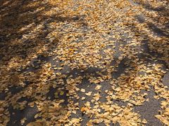 -西北大学(桃园校区)