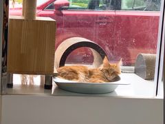 -欧奕国际动物医院