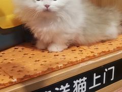 -欣宠猫屋·矮脚拿破仑·蓝金金渐层