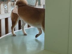 -怪兽屋·羊驼·猫咖·狗咖(俊华广场店)