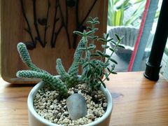 -彼芝奇比萨(红坊店)