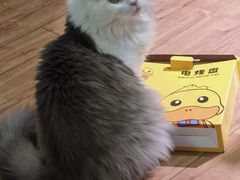 -美联众合动物医院·24h转诊中心