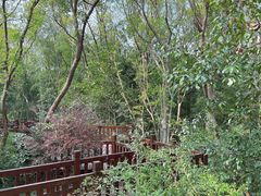 -上海佘山国家森林公园天马山园