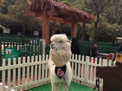 -无锡动物园·太湖欢乐园