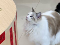 -鼓捣猫呢主题猫咖店