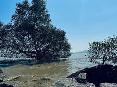 -深圳湾公园(南山区)
