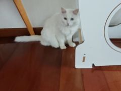 -Catmate·猫肥家润(金润铂宫店)