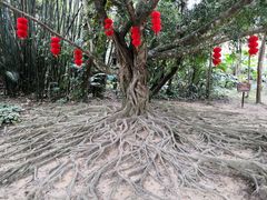 -呀诺达热带雨林