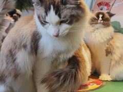 -喵喵咪呀布偶猫咖(春熙路店)