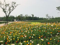 -同里国家湿地公园