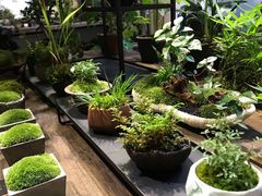 -植觉