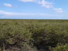 -北海金海湾红树林生态旅游区