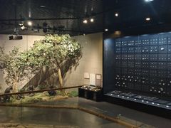 -北京周口店北京人遗址博物馆