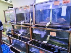 -八仔大富楼·河鲜(西江店)