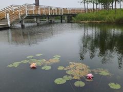 -春花秋色城市公园