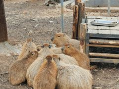 -合肥野生动物园