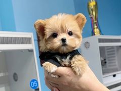 -萌宠之家·腊肠犬·马尔泰·小体犬舍