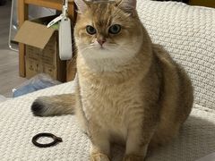 -爱洗澡的猫(望京店)