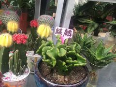 -李村大集