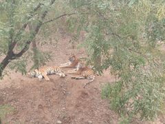 -石家庄市动物园