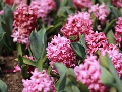 -上海鲜花港