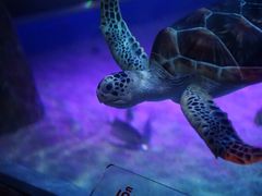 -暹罗海洋世界