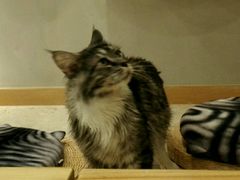 -飞行喵MR PILOT|猫舍·猫咖(静安大融城店)