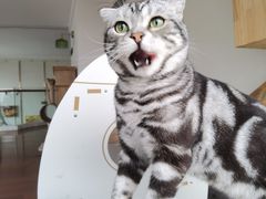 -Catmate·猫肥家润(金润铂宫店)