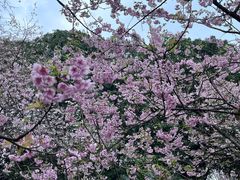 -南山植物园