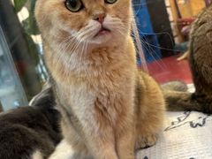 -和它·交个朋友·狗咖猫咖(爱琴海店)