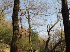 -上海佘山国家森林公园西佘山园