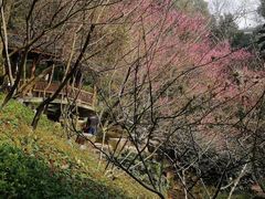 -杭州半山国家森林公园