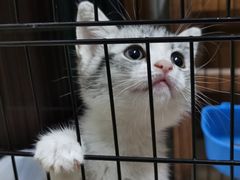 -喵zoo家庭繁育猫舍(尖东智能花园店)