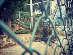 -石家庄市动物园