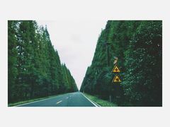 -黄海国家森林公园