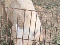 -石家庄市动物园