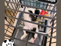 -翊宠yipet猫狗购宠庄园犬舍•猫舍