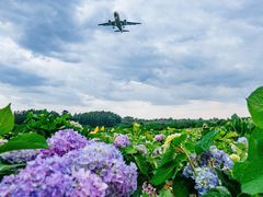 -空港花田景区