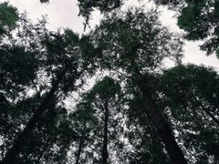 -黄海国家森林公园