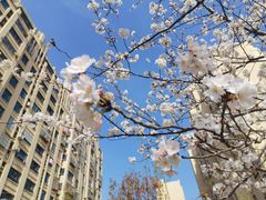 -高东镇樱花园