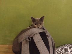 -猫猫幼稚园·撸猫·桌游·电玩