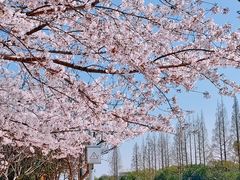 -高东镇樱花园